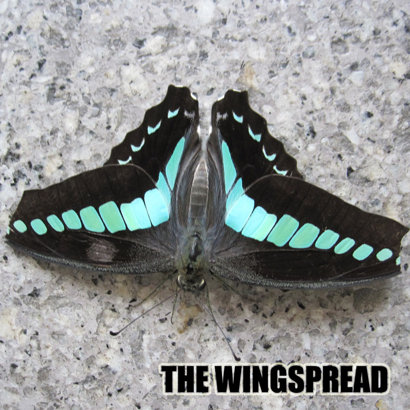 the wingspread butterfly